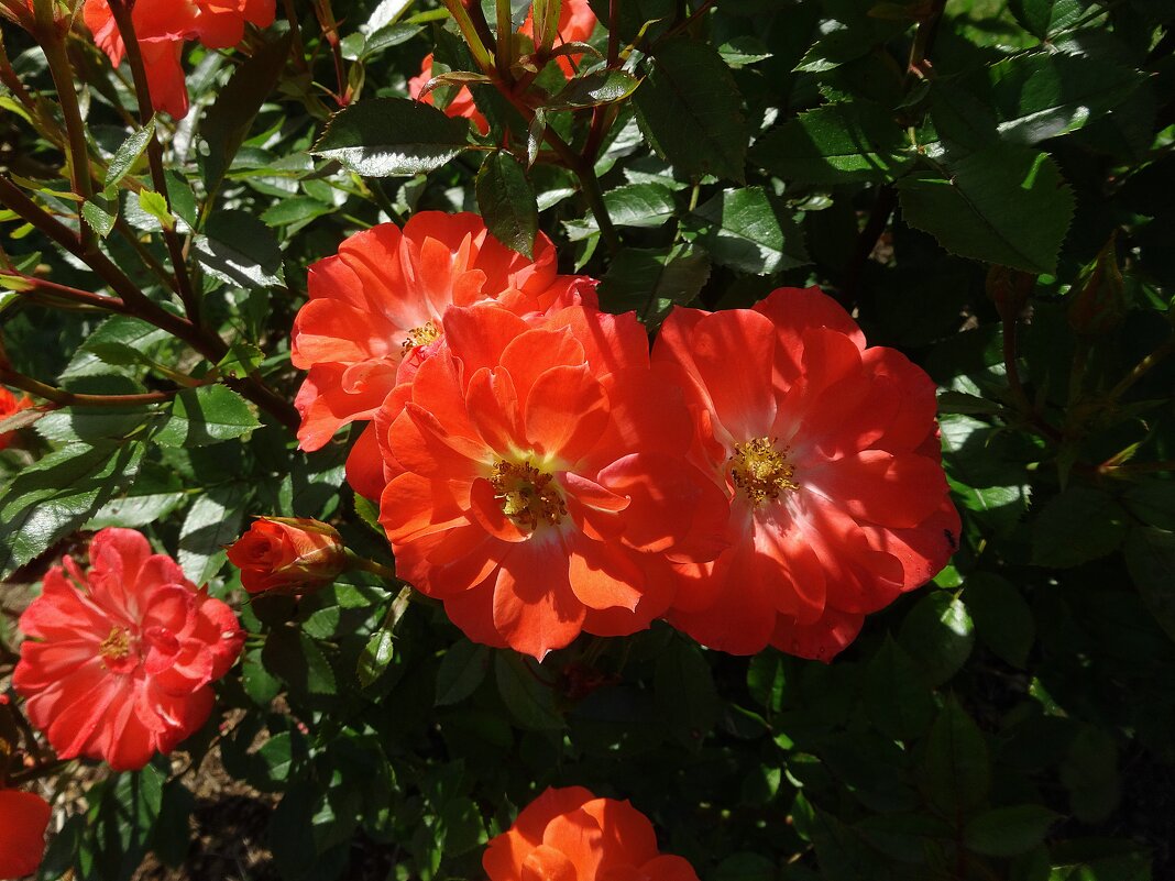 Красные розы - Лидия Бусурина Красные розы - Лидия Бусурина