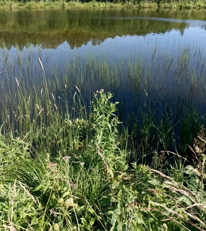 У лесного озера - Veera V У лесного озера - Veera V