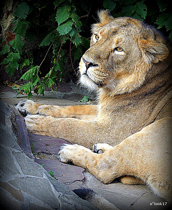 котеночек - Олег Лукьянов