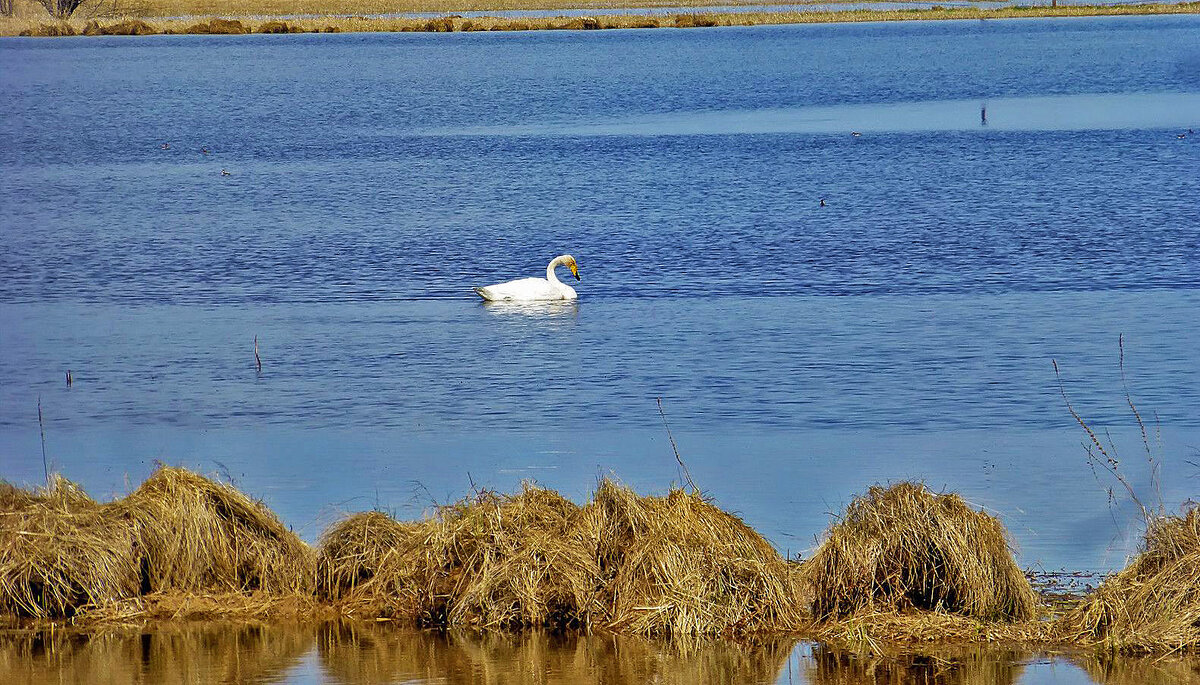 Июнь..Лебедь-холостяк! - Владимир 