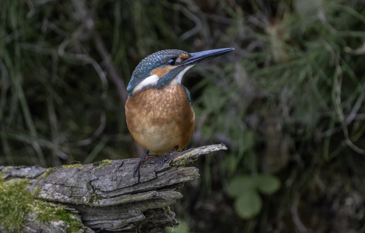 зимородок. - юрий макаров