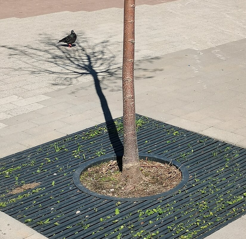 Голубь и тень - Любимова Ольга 