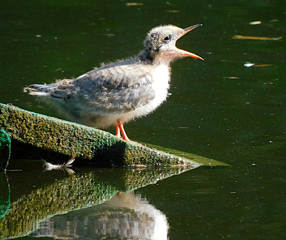 Птенец речной крачки - Лина 