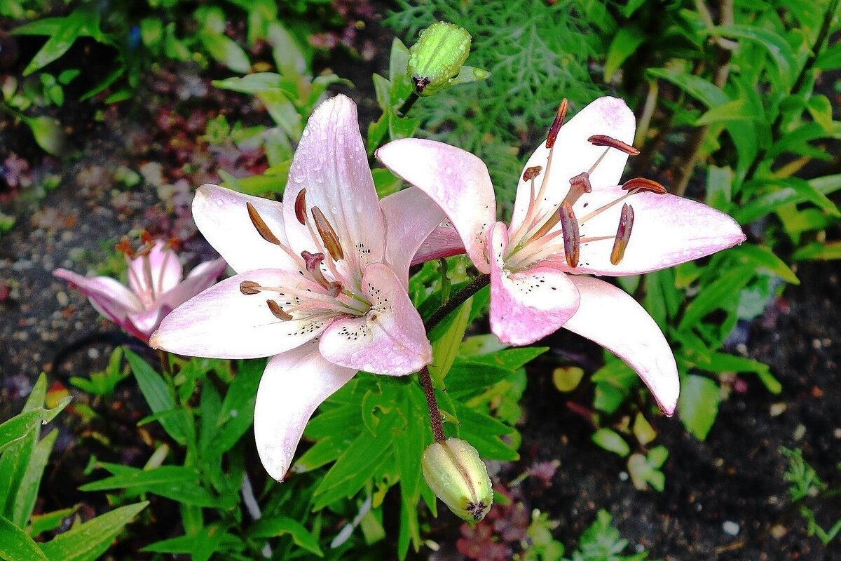 Лилия - Рита Симонова Лилия - Рита Симонова