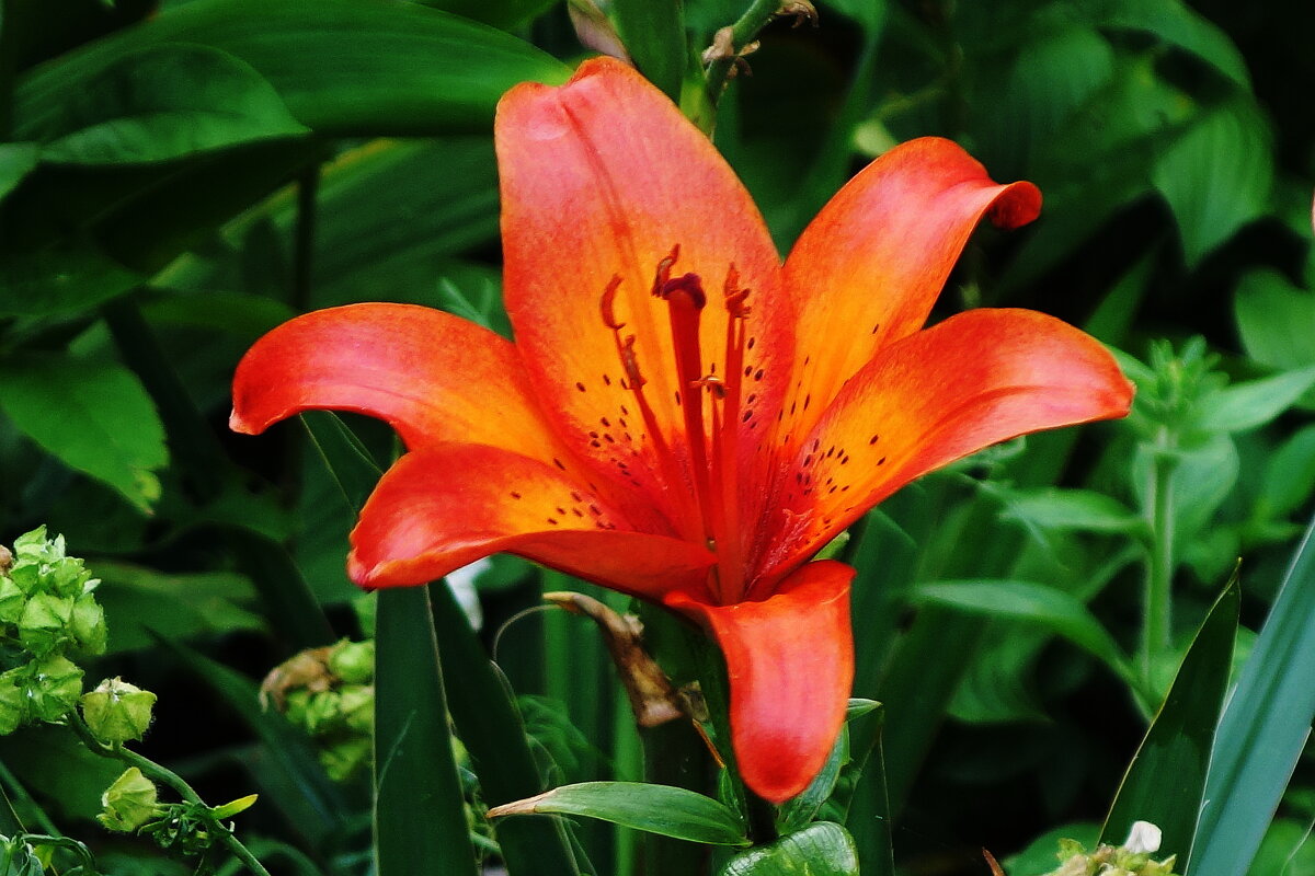 Лилия - Рита Симонова