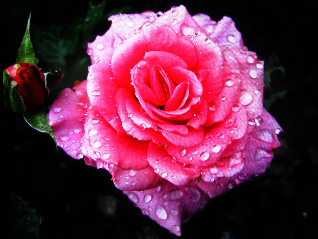 Красавица - Людмила Смородинская Красавица - Людмила Смородинская