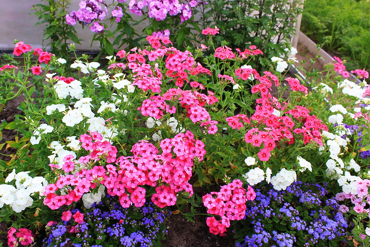 Цветы на даче - Александр Щеклеин Цветы на даче - Александр Щеклеин