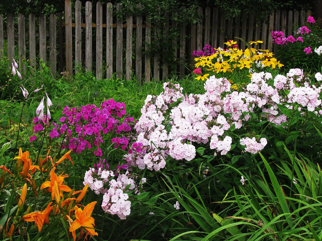 Красота в саду - Людмила Смородинская
