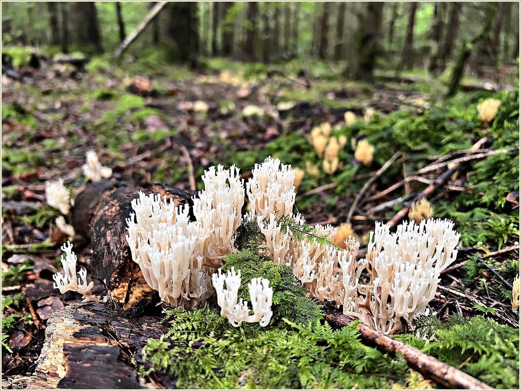 Клавикорона коробчатая. - Валерия Комова