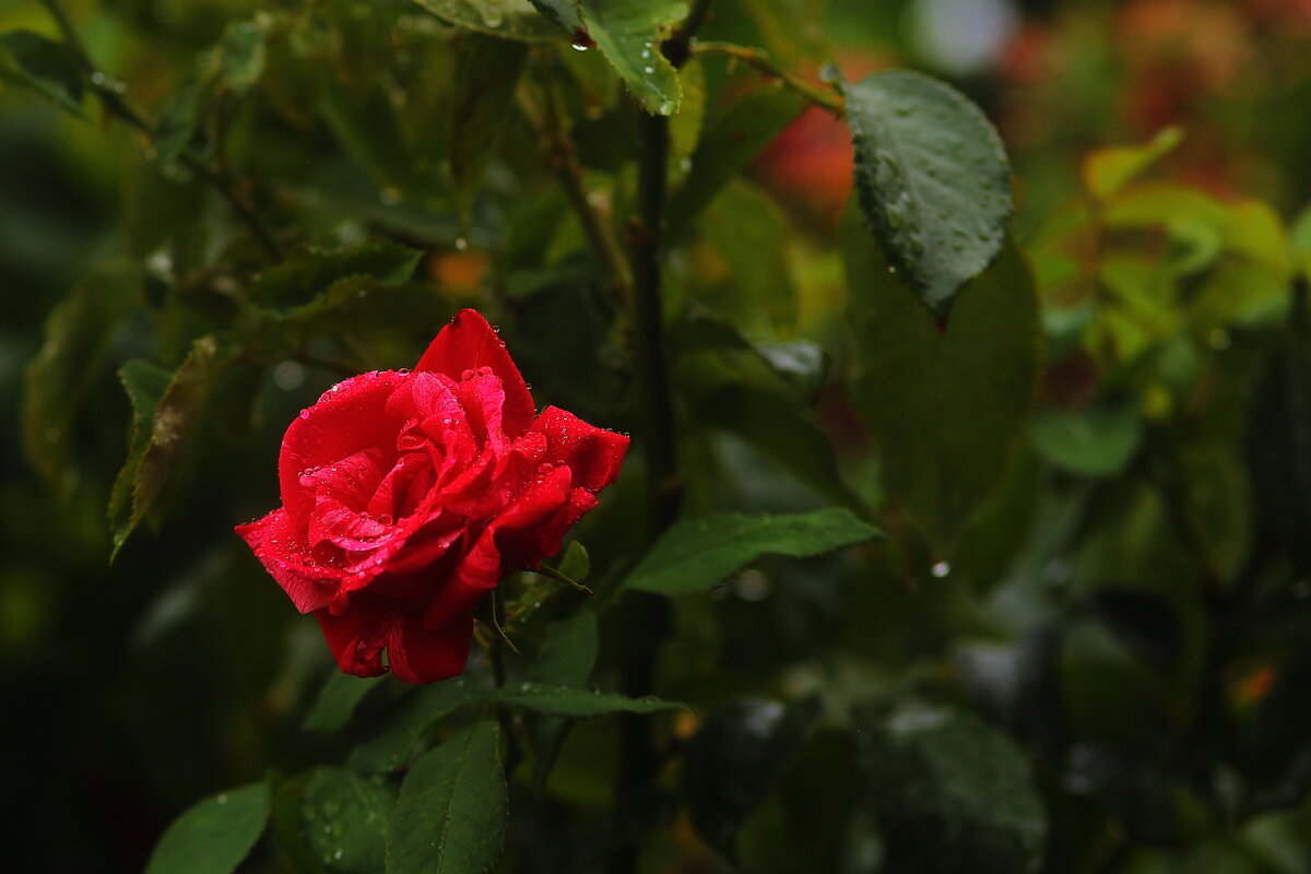 Розочка - Юрий Гайворонскiий