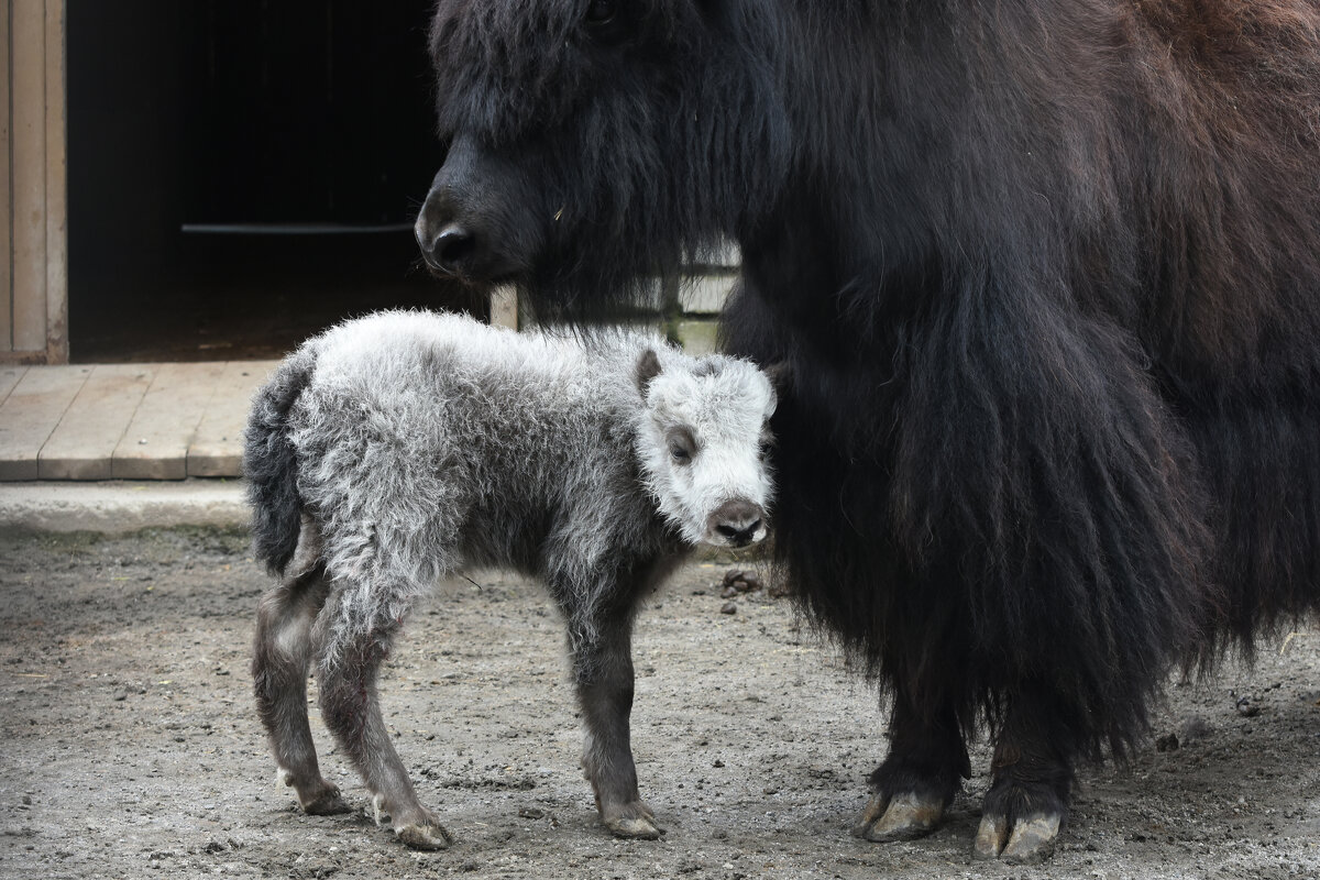 Московский Зоопарк. С мамой. - Наташа ***** Московский Зоопарк. С мамой. - Наташа *****
