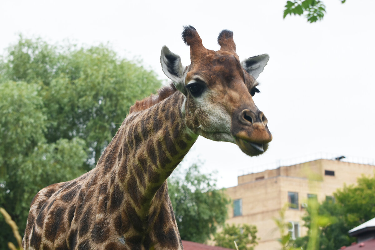 Московский Зоопарк. Жираф Липа. - Наташа *****