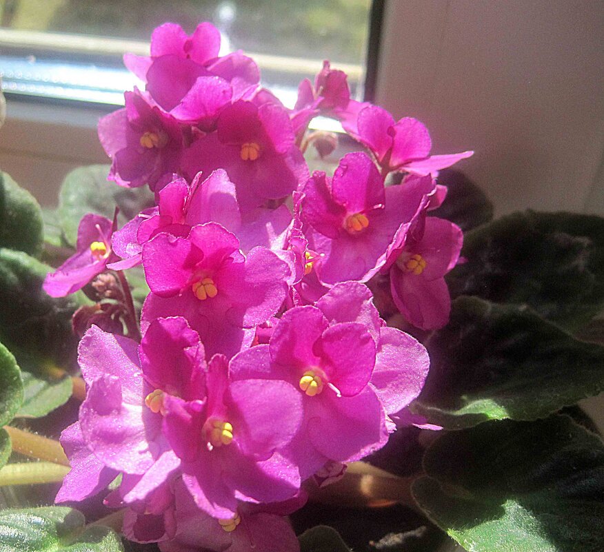 Фиалка - Елена Семигина