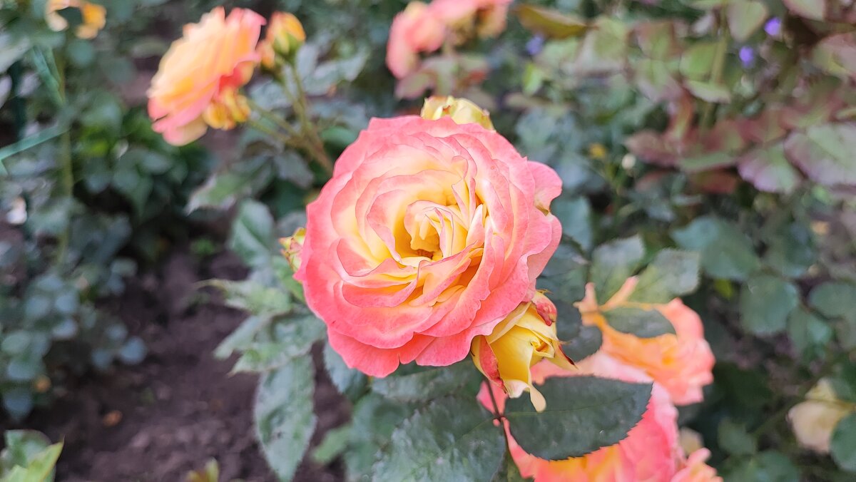 ,,, - Сергей Тимоновский