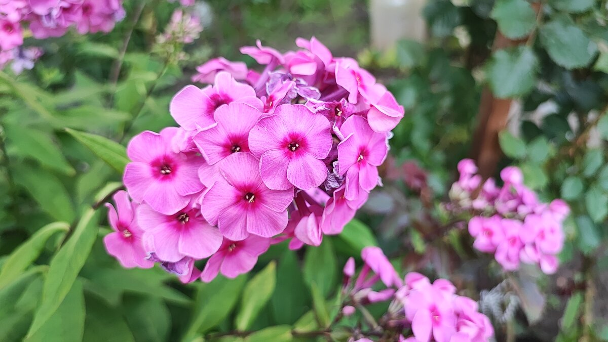 ,,, - Сергей Тимоновский