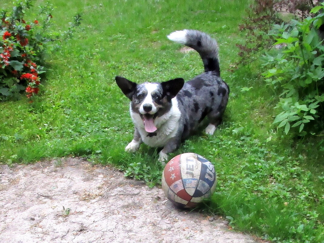 "Футболист" - Ольга Довженко "Футболист" - Ольга Довженко
