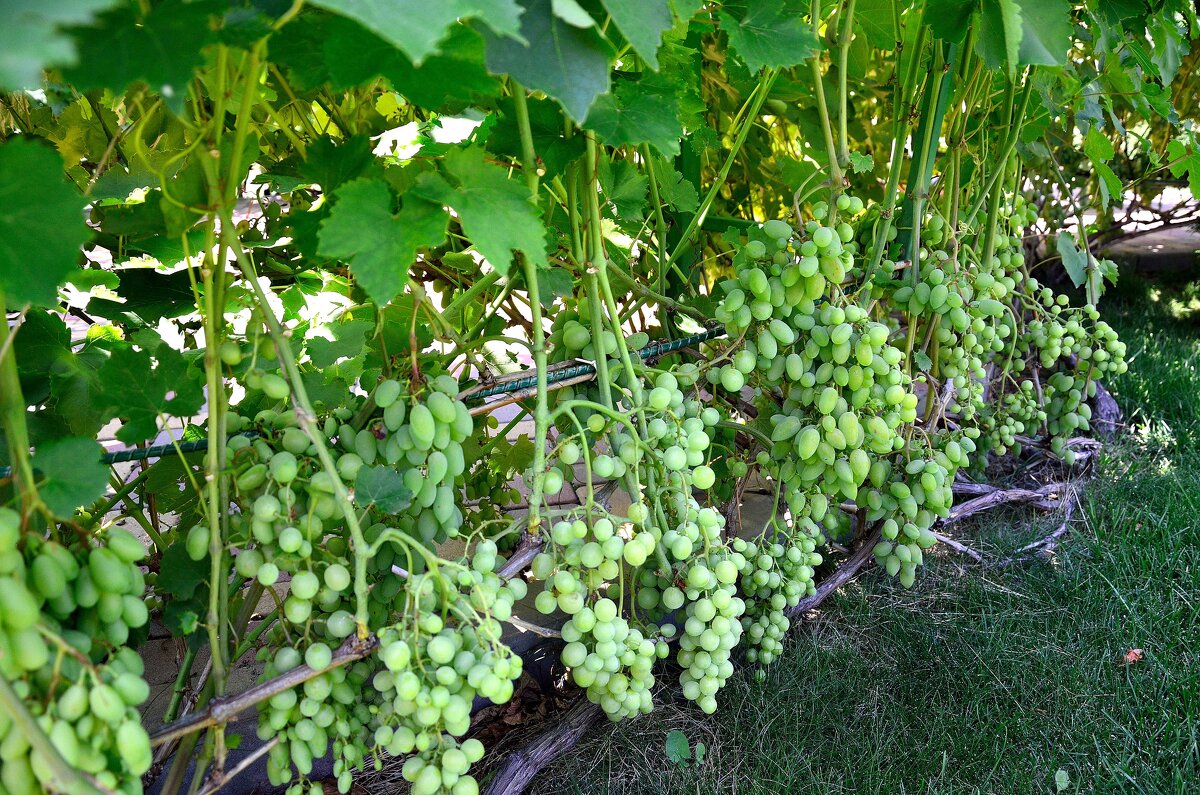 Гроздья виноградные набирают вес - Александр Стариков