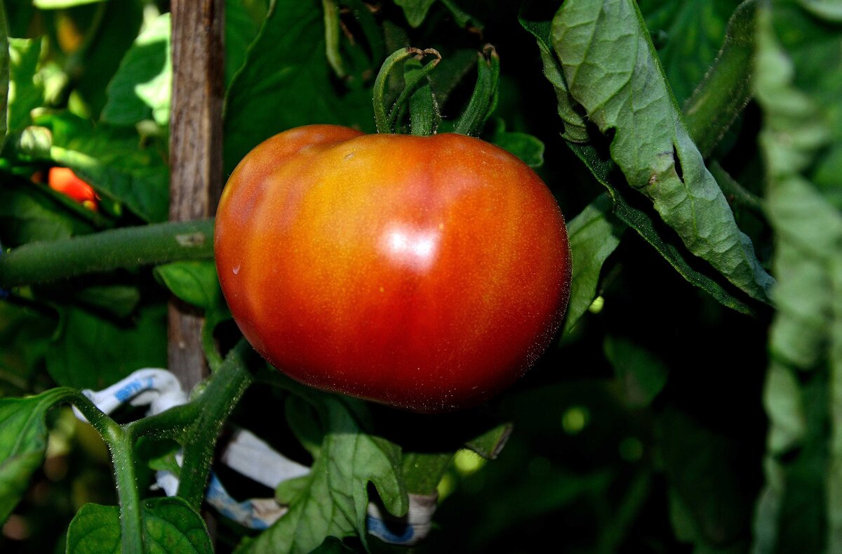 Сеньор -помидор - Александр Стариков