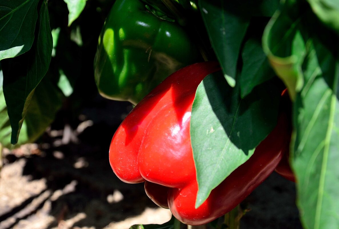 Солнышко согрело -  я и покраснел - Александр Стариков