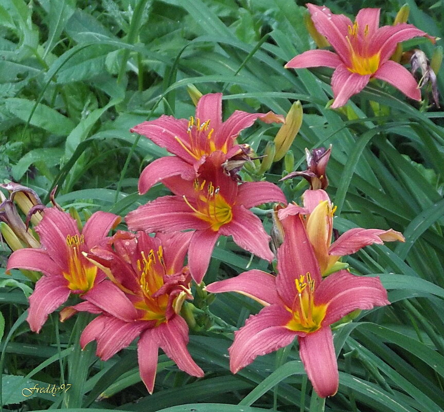 Лилейники - Freddy 97