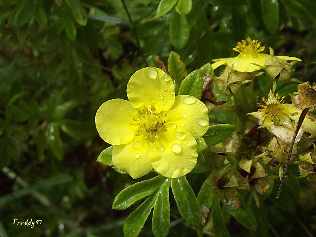 Лапчатка - Freddy 97