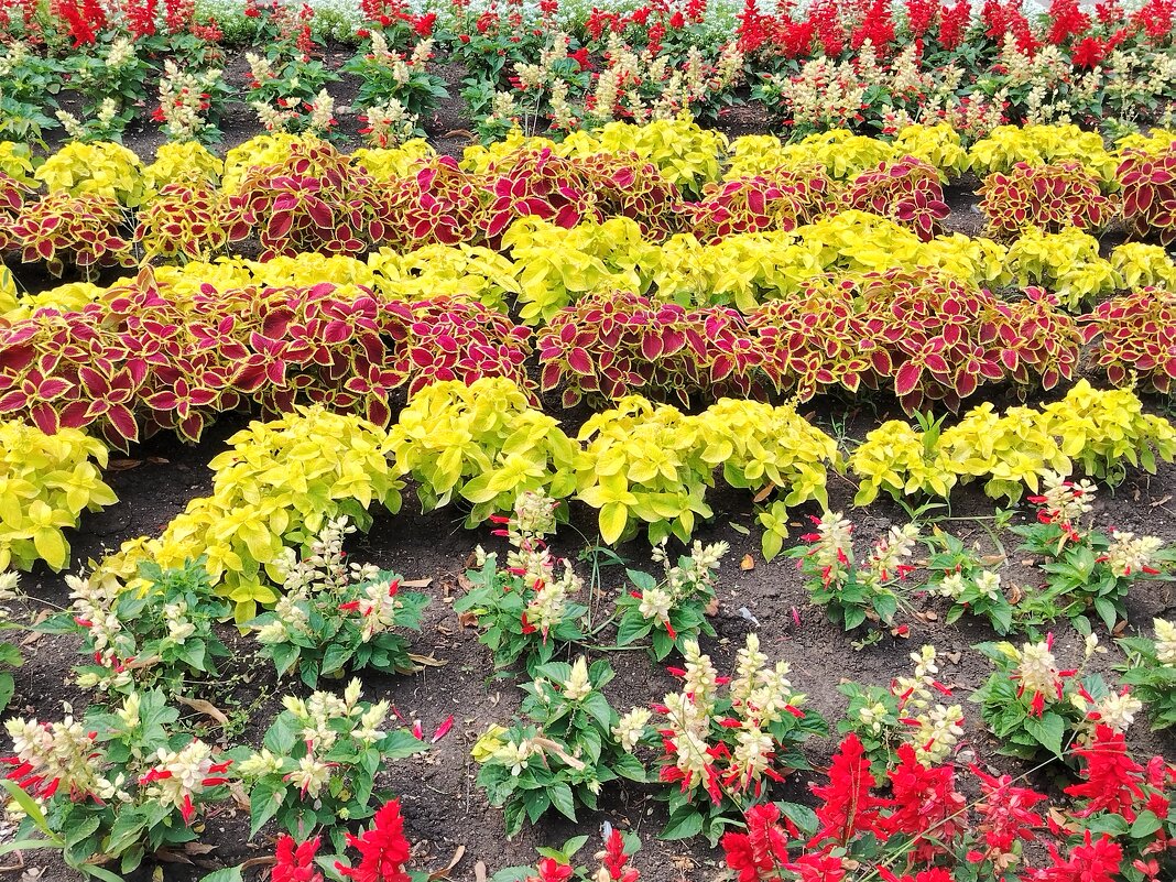 Разноцветье - Надежда Разноцветье - Надежда