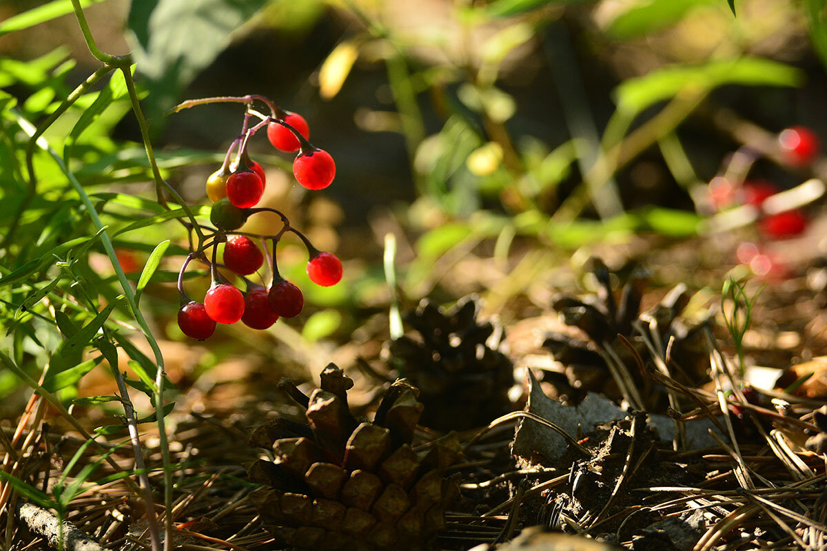 Ягоды  и  шишки - Геннадий Супрун