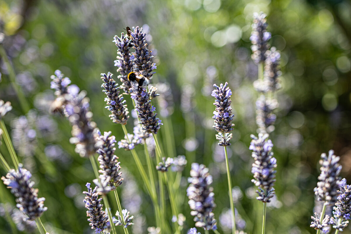 МОХНАТЫЙ ШМЕЛЬ - валерий 