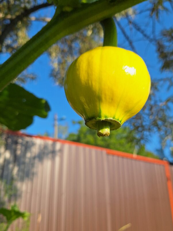 тыковка - Наталья 