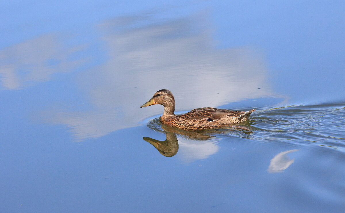 *Облако и утка* - Владилен Панченко