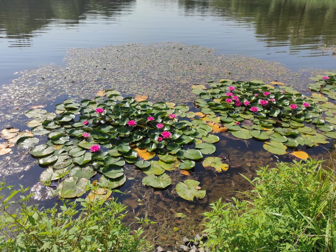 Водяные лилии, июль - Игорь Ч.