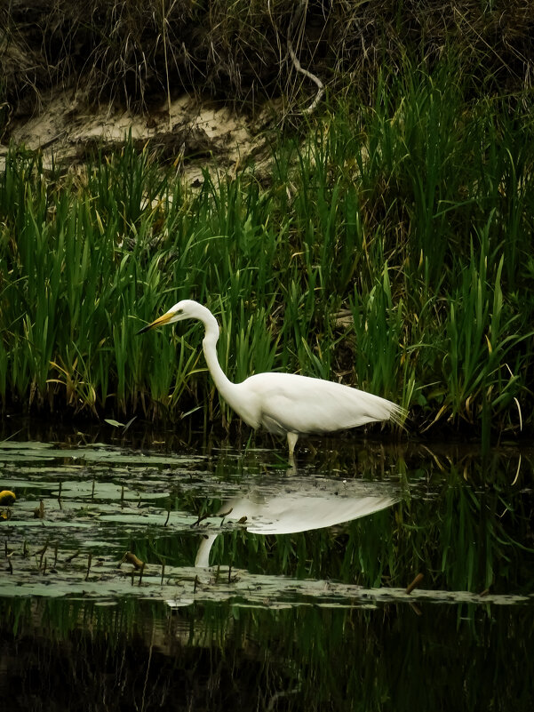 Белая царица  рек и озёр. - Юлия Закопайло