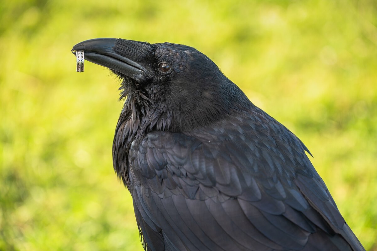 Домашний ворон Карстен. - Виктор Евстратов