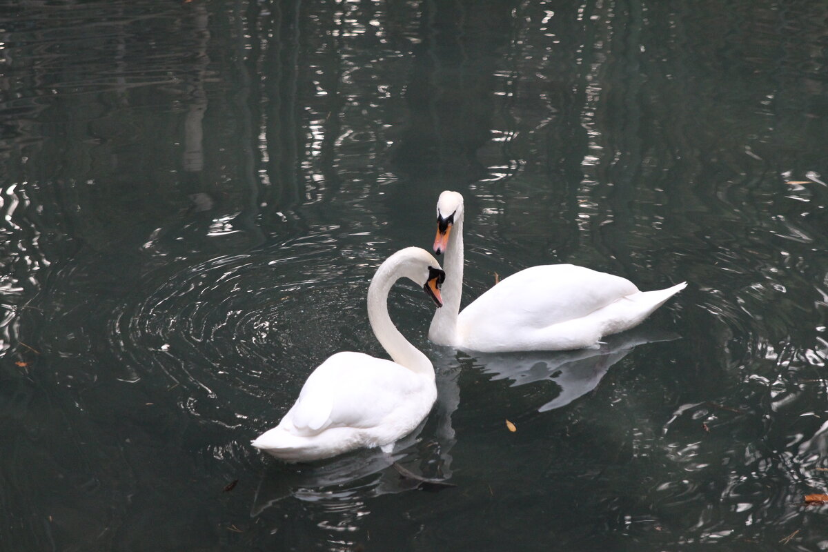 На пруду - Валерий 