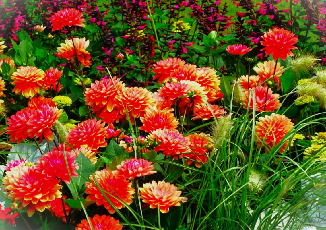 Июльские цветы - Aida10 