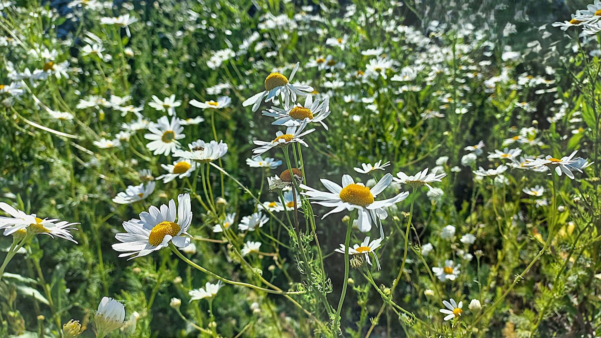 В неге солнечного света - Hope 