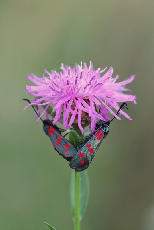 Украшение цветка. - Александр Кондаков Украшение цветка. - Александр Кондаков