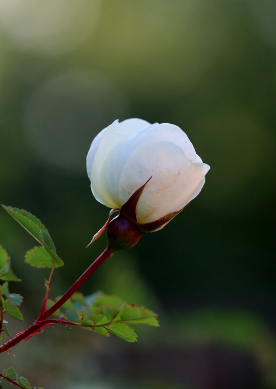 Шиповник - Александр Кондаков Шиповник - Александр Кондаков