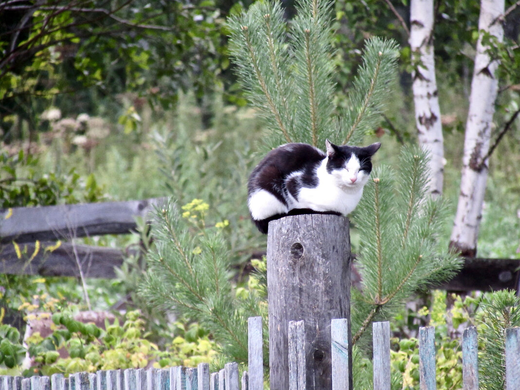 Деревенский рай - Дмитрий Лакман Деревенский рай - Дмитрий Лакман
