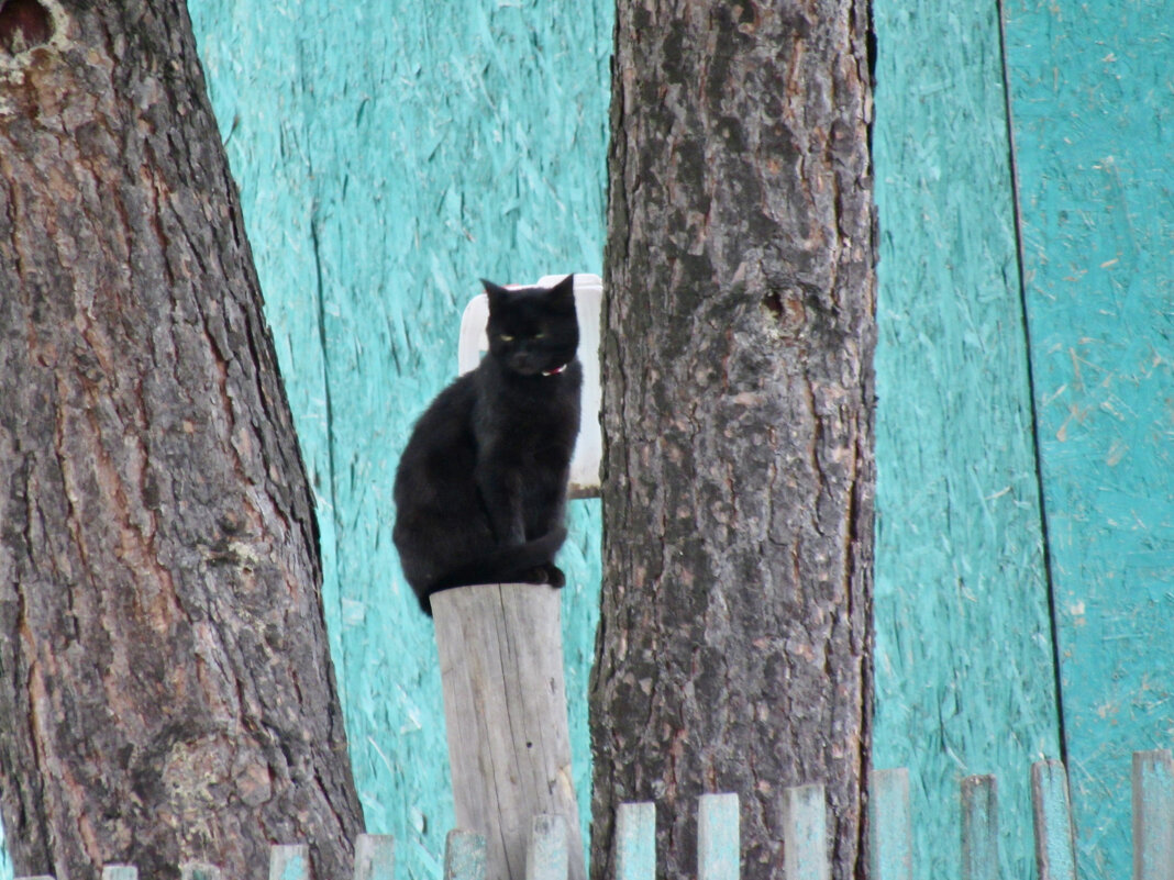 В ожидании хозяев - Дмитрий Лакман