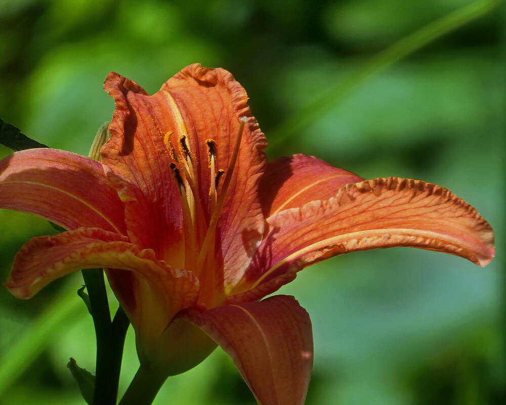 В саду у дома... - Владимир Шошин
