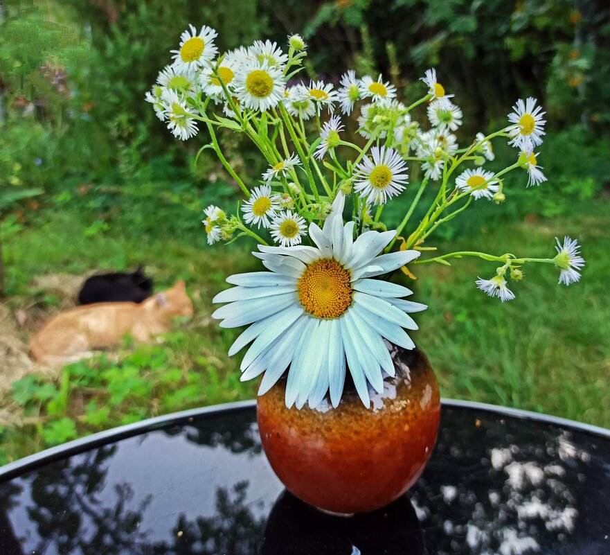 Под яблоней в жару... - veilins veilins Под яблоней в жару... - veilins veilins