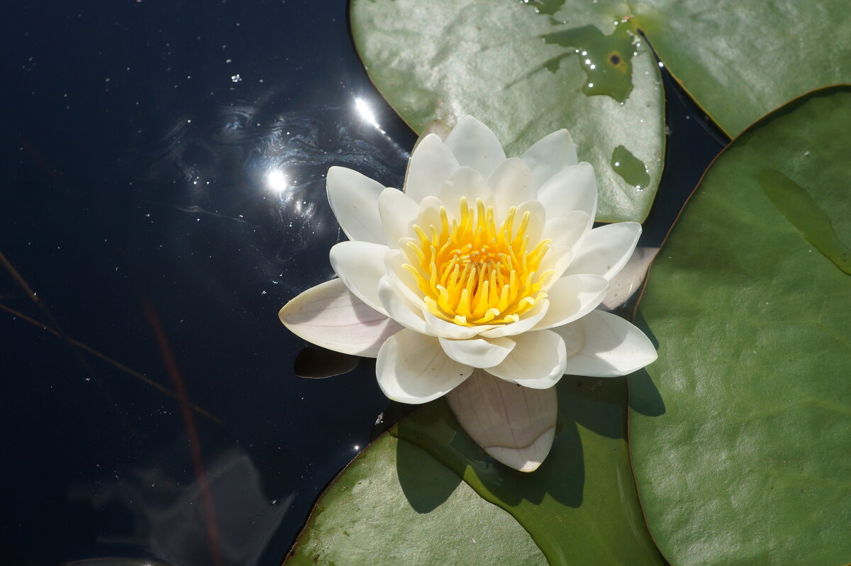 водяная лилия / кувшинка белая - zavitok *