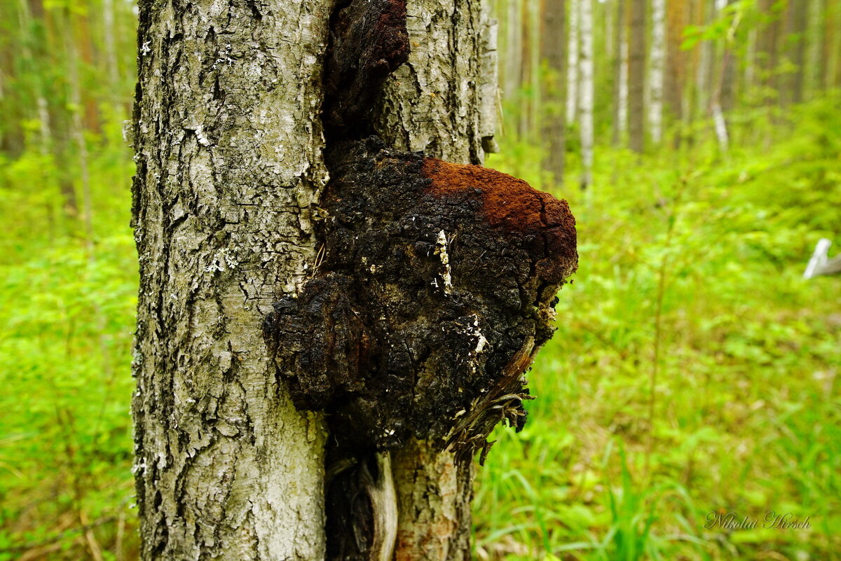 Про чагу... - Николай Гирш