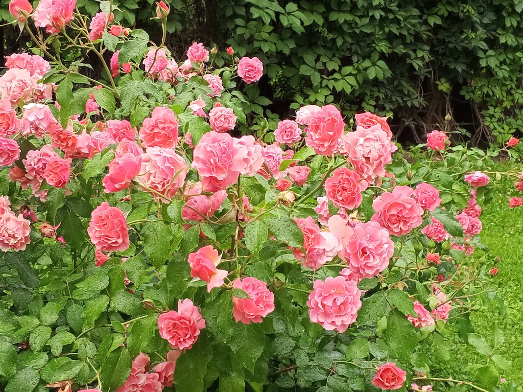 Розы - Сапсан 