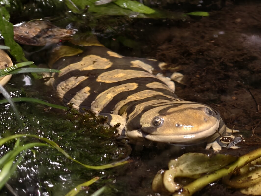 Тигровая амбистома - <<< Наташа >>>