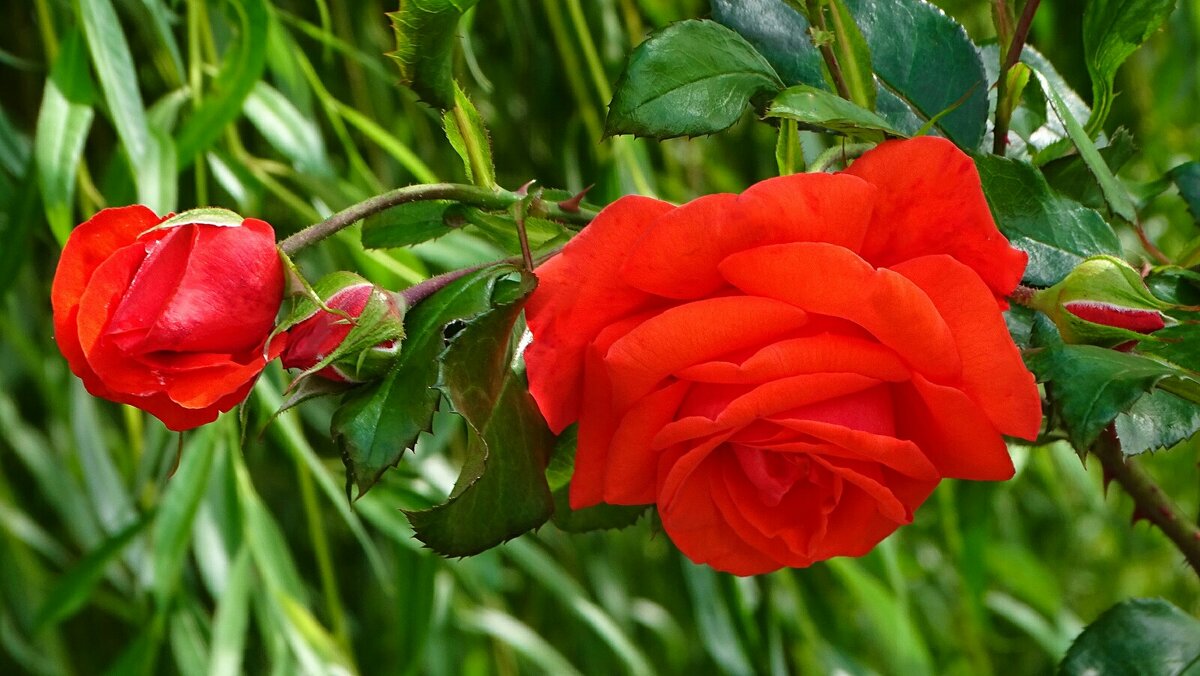 О красоте цветов. - Милешкин Владимир Алексеевич 