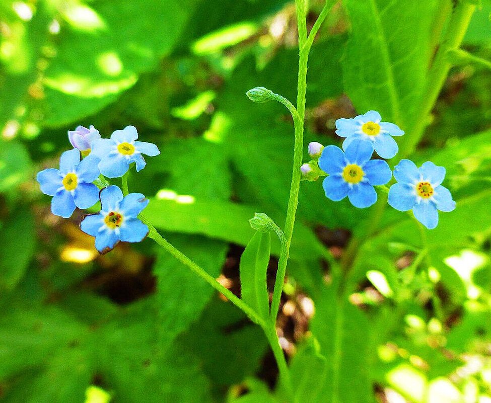 Июнь...Зацвели незабудки! - Владимир 