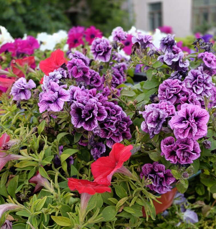 украшение улиц и мостов - Галина R... украшение улиц и мостов - Галина R...