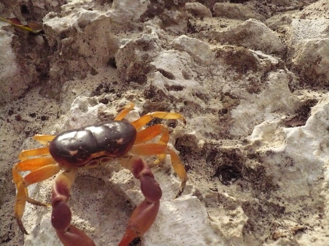 Утренняя  встреча - Валерий Кокорев